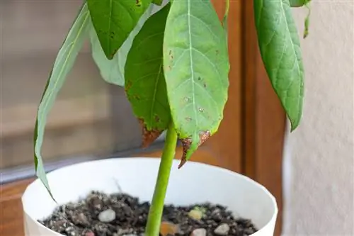 Identify and combat leaf spot fungus on avocados