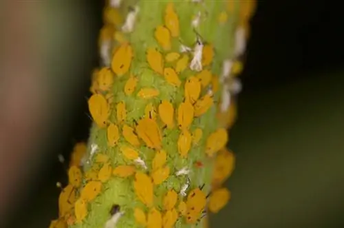 Oleander: Treat common diseases and pests correctly