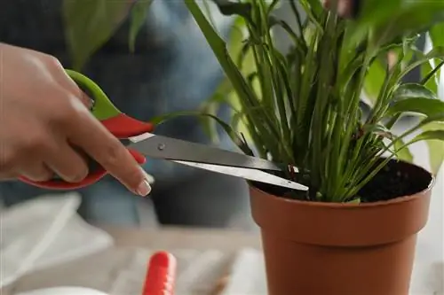 Maladie des taches foliaires du lierre