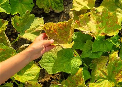 Leņķiskais lapu plankums - bojājumi un pretpasākumi