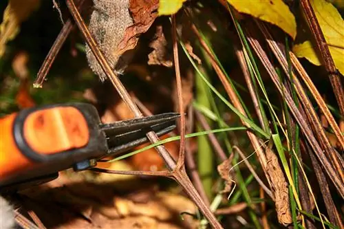 tache des feuilles de clématite