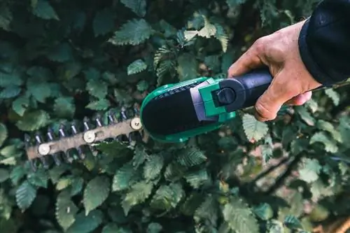 Reconnaître et traiter la maladie des taches foliaires sur les charmes