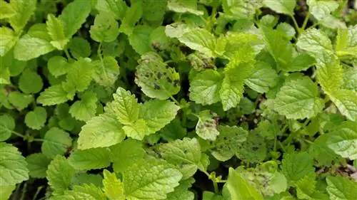 Leaf spot disease on lemon balm: recognize and combat