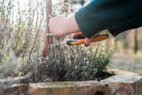 Madoa ya majani ya lavender - dalili na matibabu