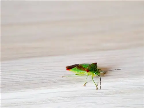 Blaarbesies in die huis - oorsake en beheer