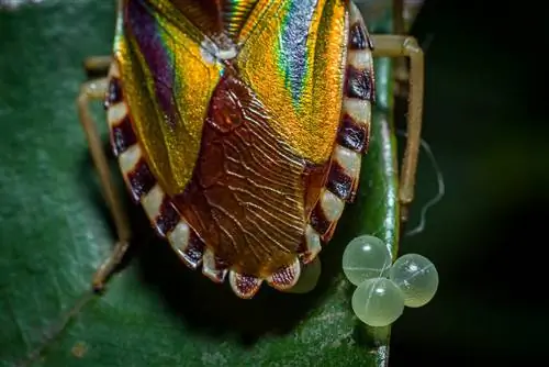 ouă de insecte de frunze