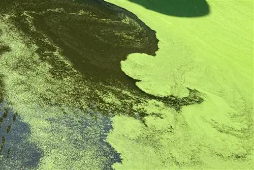 Algae: how they form and disappear again