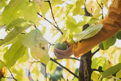 Interesting and worth knowing information about the ripe Indian banana