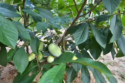 Plátano indio totalmente cultivado