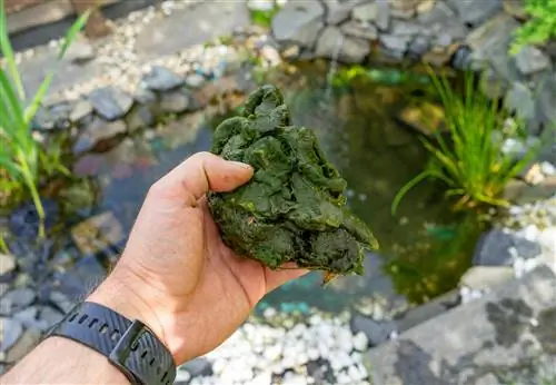 Sokoldalú és alábecsült: algákból készült műtrágya