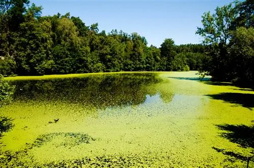 какво-необходимо-да-растат-водораслите