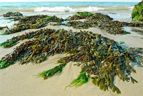 A pequena diferença entre algas marinhas e algas