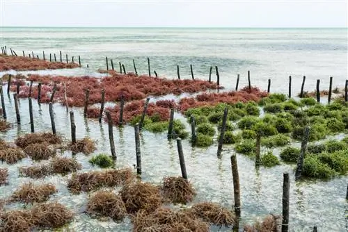 Отглеждането на водорасли - икономически фактор?