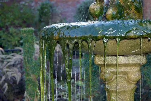 mga remedyo sa bahay para sa algae sa mga fountain