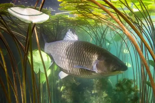 Ikan dan bukannya alga - itulah cara ia berfungsi