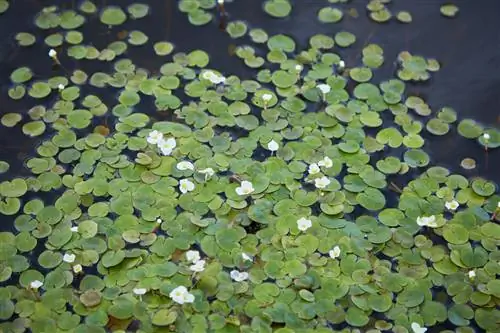 Kikkerbeet tegen algen - een natuurlijk alternatief