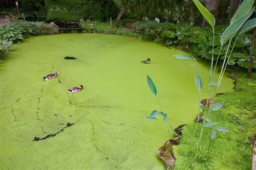 водна леща-срещу-водорасли