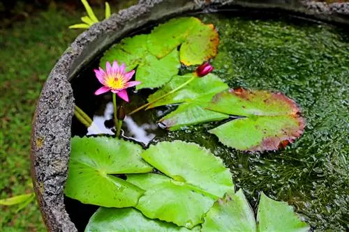 Waterweed laban sa algae: mga pakinabang at disadvantages