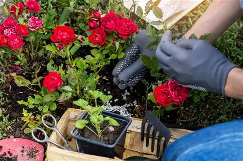 fertilizante de rosas con grano azul