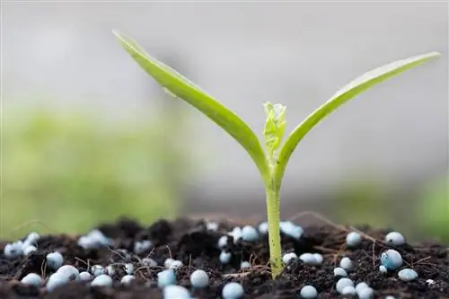 Fertilizante de grano azul: para qué plantas es adecuado