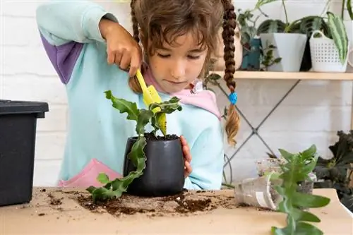 omplantering av bladkaktus