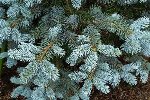 blue fir or blue spruce