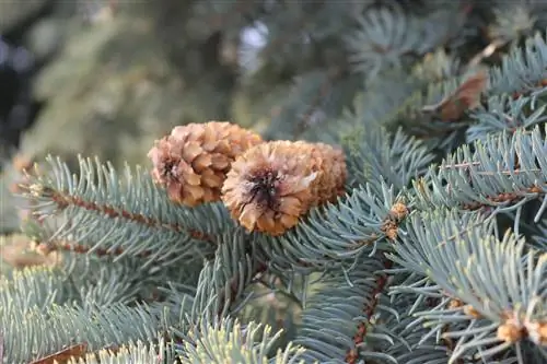 Sindano za bluu za spruce - sababu na hatua za kupinga