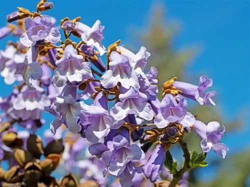 bluebell tree bees