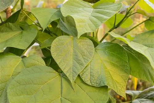 Bluebell tree does not bloom - causes and measures