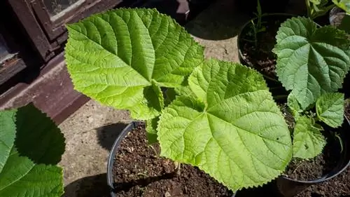 klokje-boom-in-de-beker