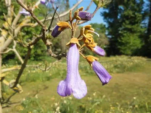 Problemas del árbol de campanilla