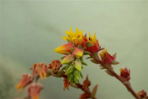 Snijd de echeveria-bloemen af