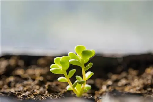 Paghahasik ng mga buto ng Echeveria: ang pinakamahusay na mga tip sa paghahasik