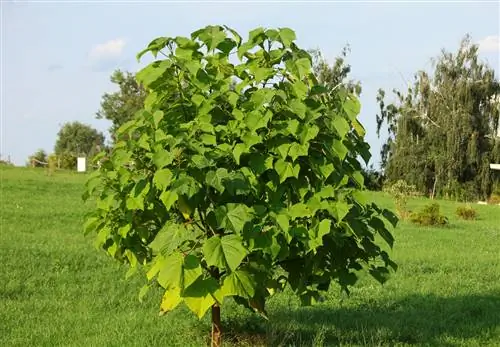 Memindahkan pokok loceng biru