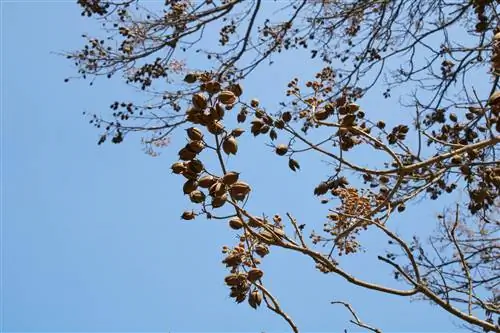 Bluebell tree nawalan ng mga dahon - ito ang mga posibleng dahilan