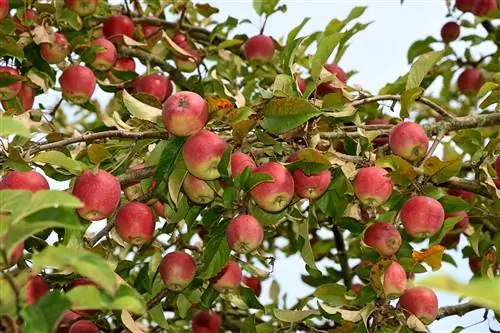 Hoe oud wordt een boskopappelboom?