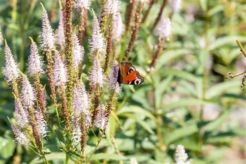 Candelabra speedwell: tips on appearance and care