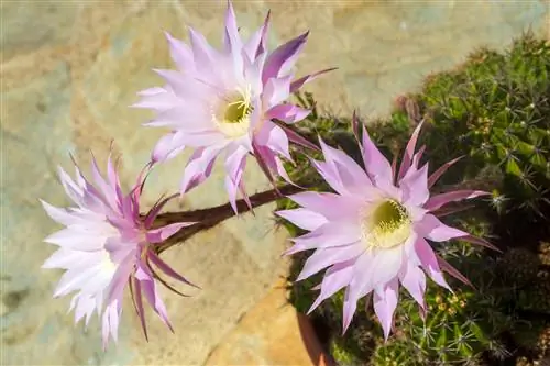 Fioritura dei cactus della fattoria: fatti interessanti sul periodo di fioritura dell'Echinopsis