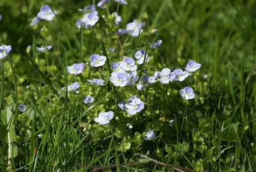 Fight Speedwell: ən yaxşı məsləhətlər