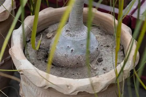 Pagkilala at paglaban sa mga thrips sa paa ng elepante: ang pinakamahusay na mga tip