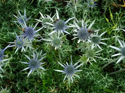 sweet thistle leaves