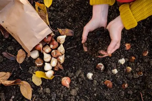 Blomsterløk plantes om høsten