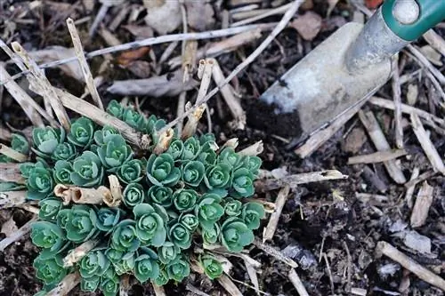 Sedum dat wordt teruggesnoeid