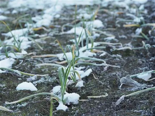 Vitlök kan planteras på vintern