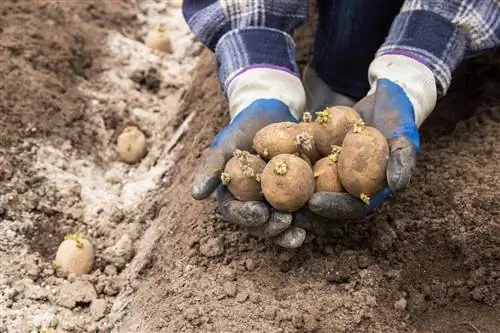 Kerja berkebun pada bulan April: Semua tugasan sepintas lalu