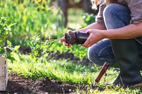 Els tomàquets es planten al jardí al maig