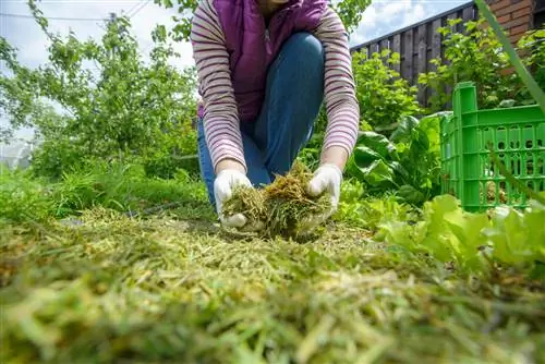 Mulchen in de moestuin in het voorjaar