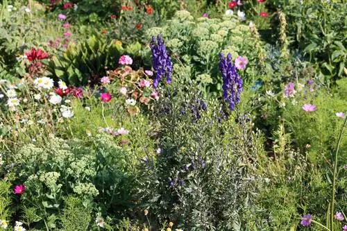 monkshood snails