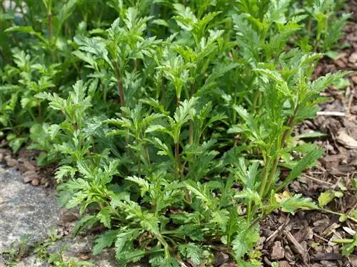 Verbena slugiga chidamlimi?