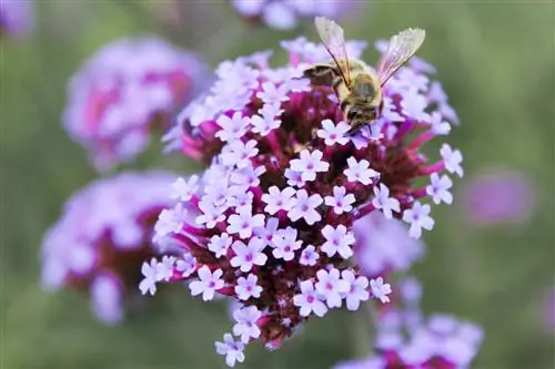 Amigable con la verbena y las abejas.